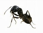 Ants Addon